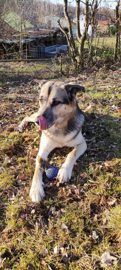 Tongue Out Tuesday-Beitrag-Bild