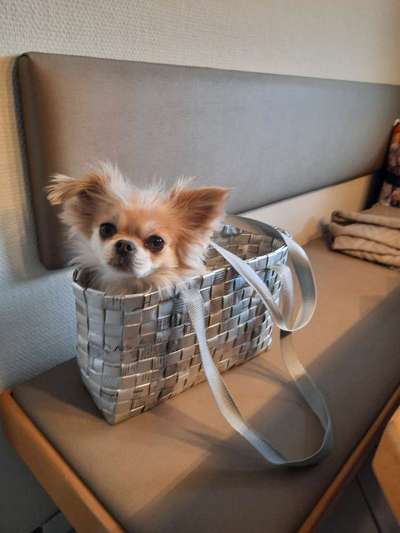 Wo sind die Chihuahua Besitzer ?-Beitrag-Bild