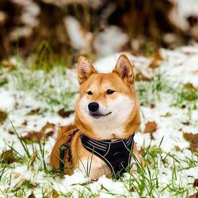 Hundetreffen-Hundefreunde gesucht