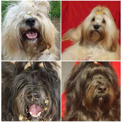 Tibet Terrier-Beitrag-Bild