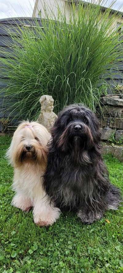 Die Dogorama Kalender Challenge Titelbild-Beitrag-Bild