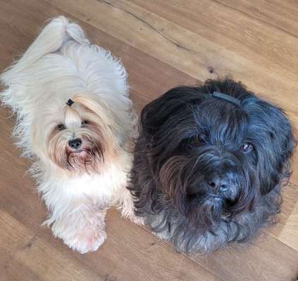 Reinrassige Hunde?-Beitrag-Bild