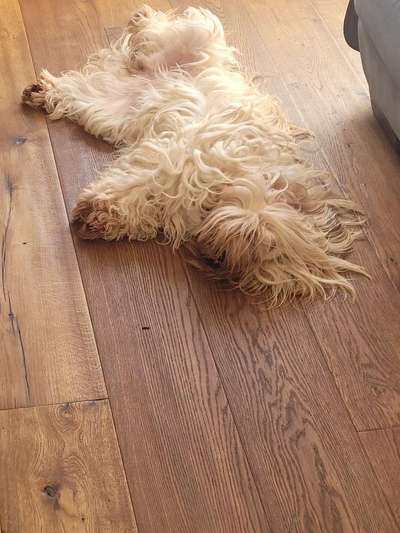 Tibet Terrier-Beitrag-Bild