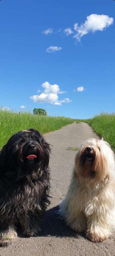 Tibet Terrier-Beitrag-Bild