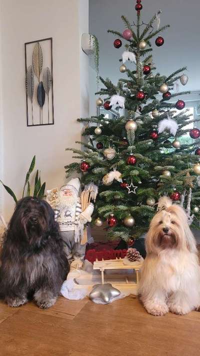 Tibet Terrier-Beitrag-Bild