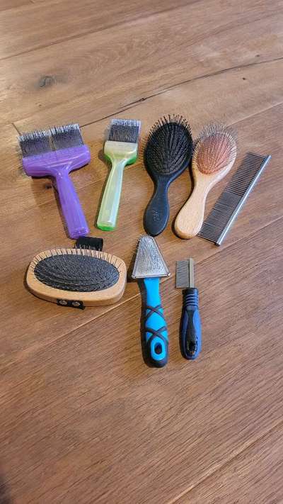 Tibet Terrier-Beitrag-Bild