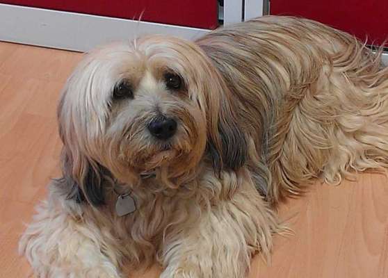 Tibet Terrier-Beitrag-Bild