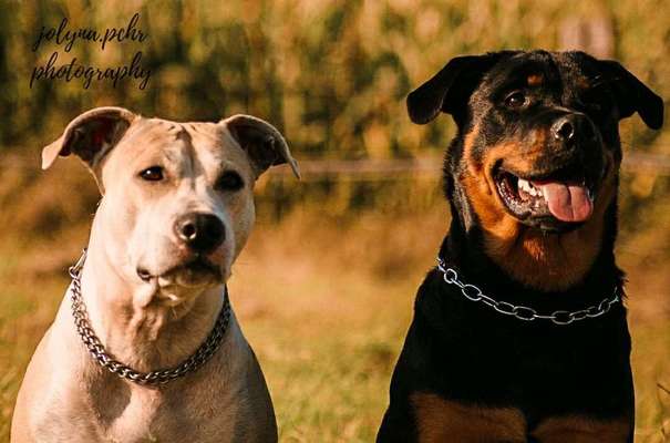 Bester Freund, Hundekumpel - zeigt her!-Beitrag-Bild