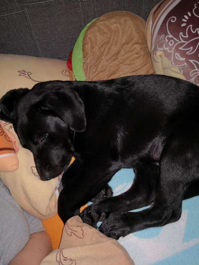 Welpen Bilder !-Beitrag-Bild