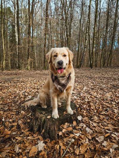 Hundetreffen-Social Walk/ Training  (Leisnig/Grimma)-Bild