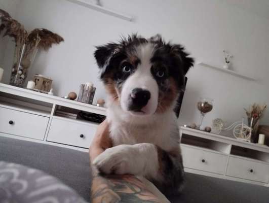 Hundetreffen-Taucha und Umgebung-Bild