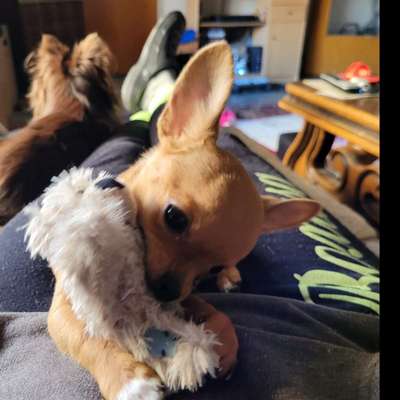 Wo sind die Chihuahua Besitzer ?-Beitrag-Bild