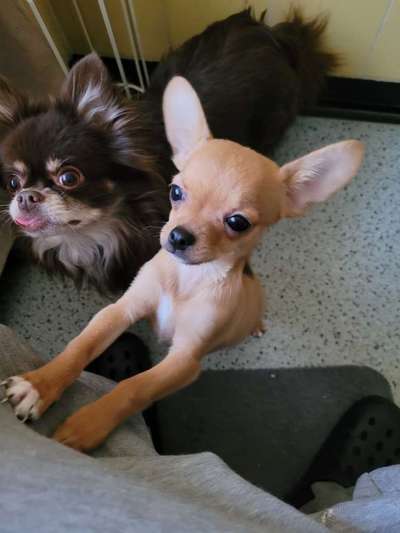 Wo sind die Chihuahua Besitzer ?-Beitrag-Bild