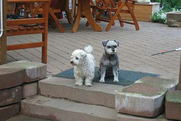 Unsere Fellnasen im Regenbogenland-Beitrag-Bild