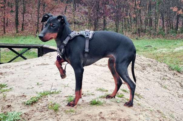 Reinrassige Hunde?-Beitrag-Bild