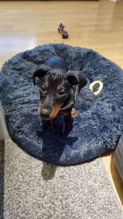 Reinrassige Hunde?-Beitrag-Bild