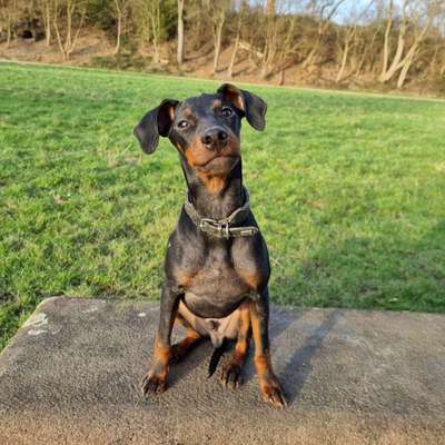 Reinrassige Hunde?-Beitrag-Bild