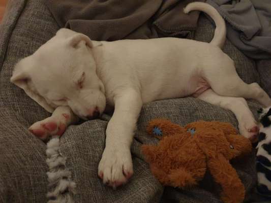 Als Welpen sind sie alle noch süßer-Beitrag-Bild