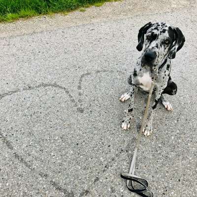Hundetreffen-Gemeinsame Gassirunden/Hundbegegnungen-Bild