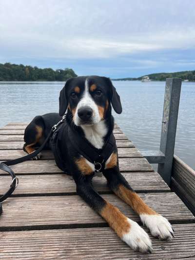 Hundetreffen-Monty sucht Spielpartner-Bild