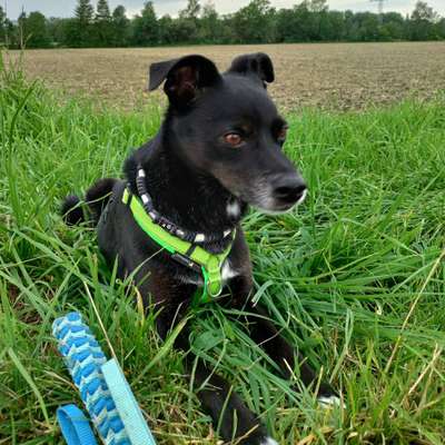 Hundetreffen-Spielkameraden und Hunderunde-Bild