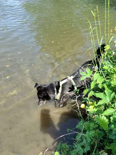 Hundeauslaufgebiet-Oberegger See-Bild