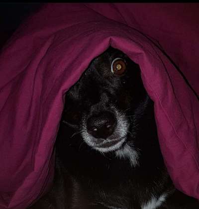 Fotochallenge NR. 123     -Karneval der Tiere--Beitrag-Bild