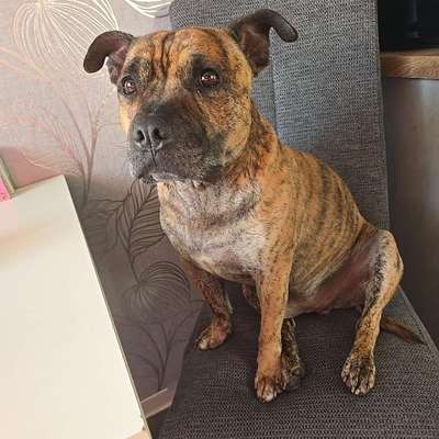 Hundetreffen-Hundetreffen Landschaftspark Herzberge-Bild