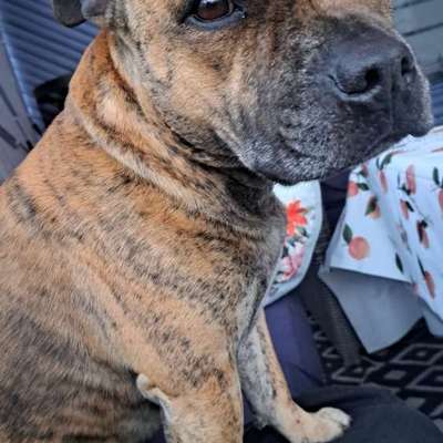 Hundetreffen-Treffen in Rangsdorf-Bild