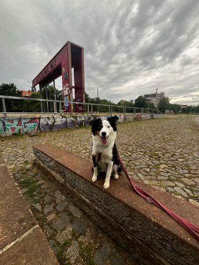 Hundetreffen-Souveräne Hunde gesucht 🐾 Leipzig Südwest-Bild