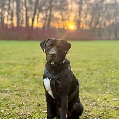 Hundetreffen-Spaziergang, Social Walk-Bild