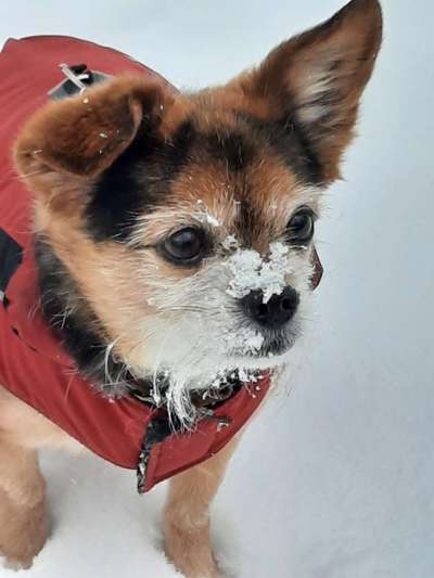 Dogorama Photo Challenge - Hundeblick zum hinschmelzen-Beitrag-Bild