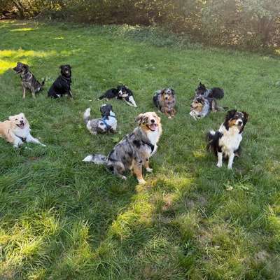 Hundetreffen-Hundetreffen in Dallau-Bild