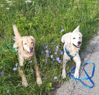 Wo sind die Golden Retriever Liebhaber?-Beitrag-Bild