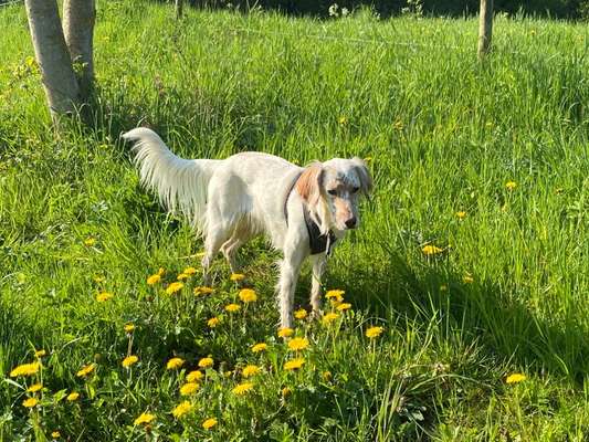 Englisch Setter?-Beitrag-Bild