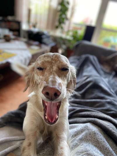 Englisch Setter?-Beitrag-Bild