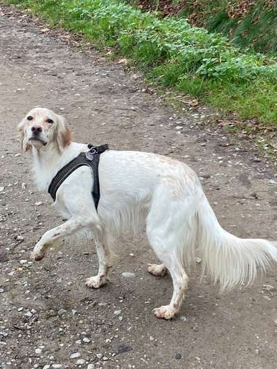 English Setter-Beitrag-Bild