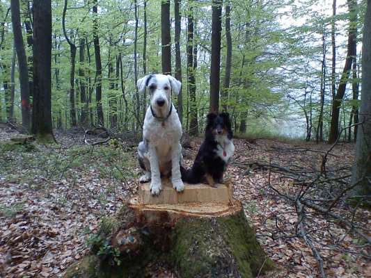 Wo habt ihr eure Hunde her ?-Beitrag-Bild