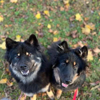 Hundetreffen-Spaziergang in Fellbach/Remstal-Bild