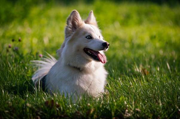 Samojede-Beitrag-Bild