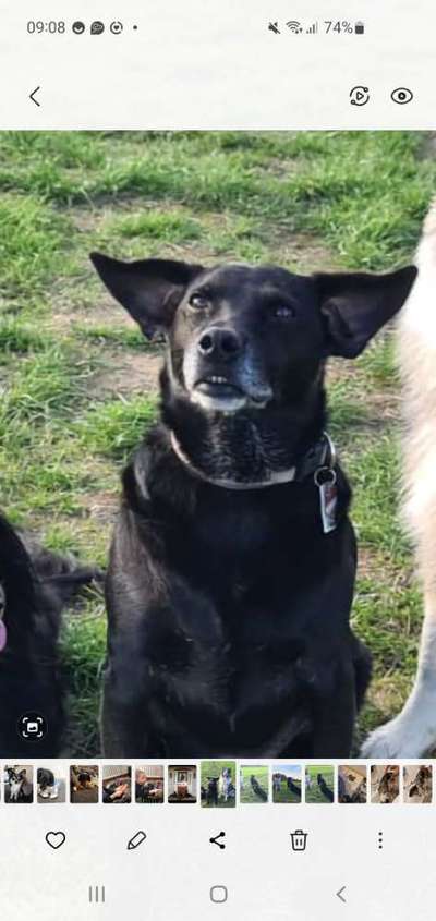 Foto Challenge Nr. 137 - Lass die Ohren fliegen-Beitrag-Bild