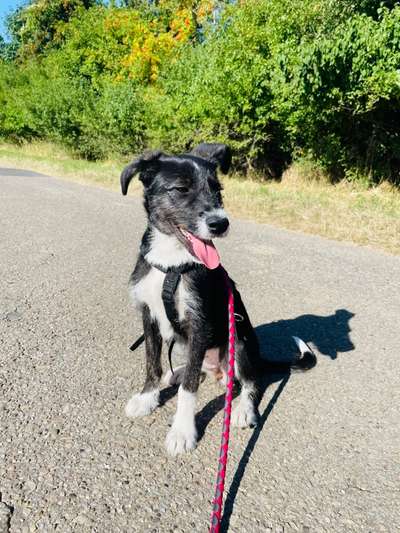 Mischlinge raten - Rätselspaß-Beitrag-Bild