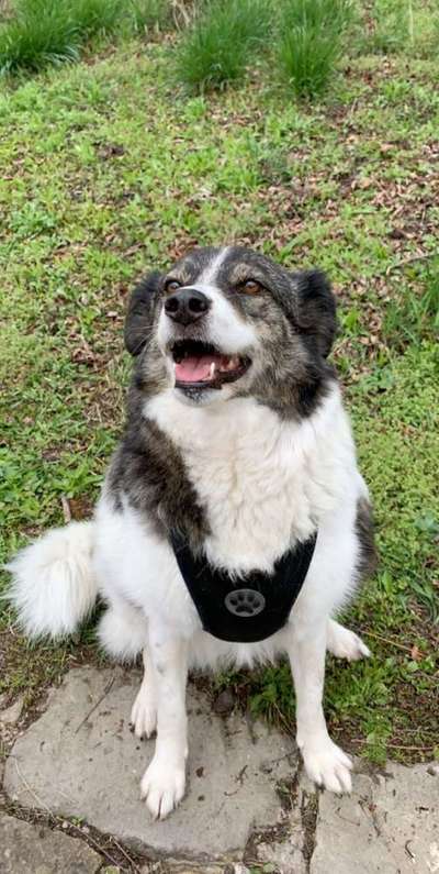 Wo habt ihr eure Hunde her ?-Beitrag-Bild