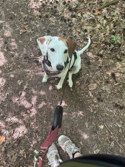 Hundetreffen-Hundebegegnungen Trainieren-Bild