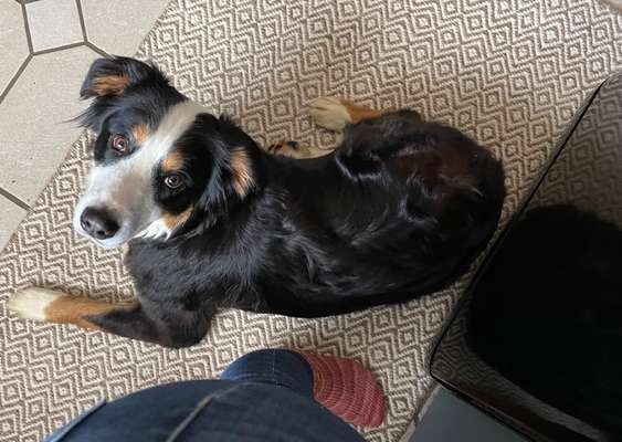 Auslandstierschutz-Beitrag-Bild