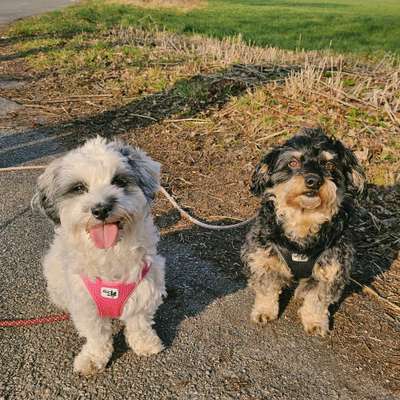 Hundetreffen-Gemeinsame Gassirunden-Bild