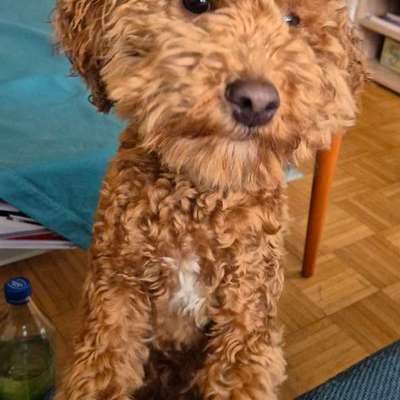 aktuelles Foto Gruppe Backen für Hunde