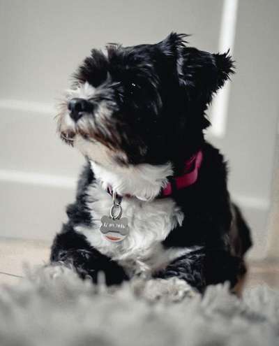 Havaneser dabei?:)-Beitrag-Bild