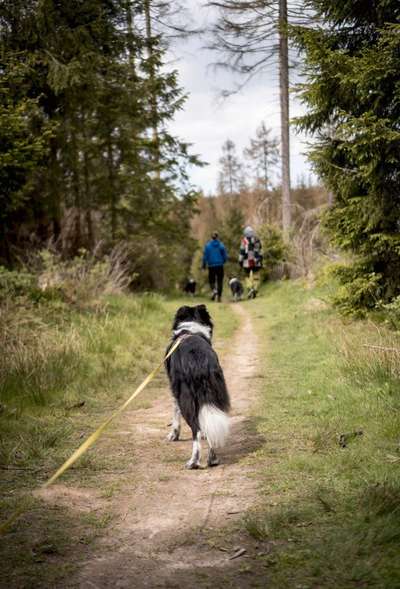 Giftköder-Social Walk / Trainingsspaziergang-Bild