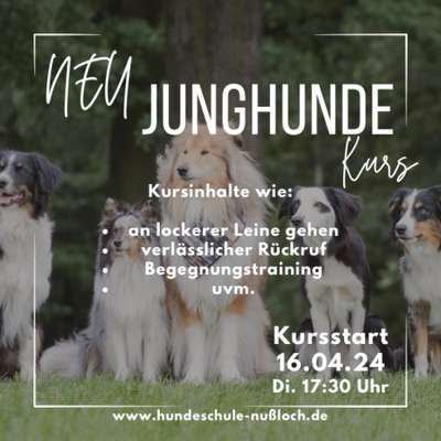 Giftköder-Junghundekurse-Bild